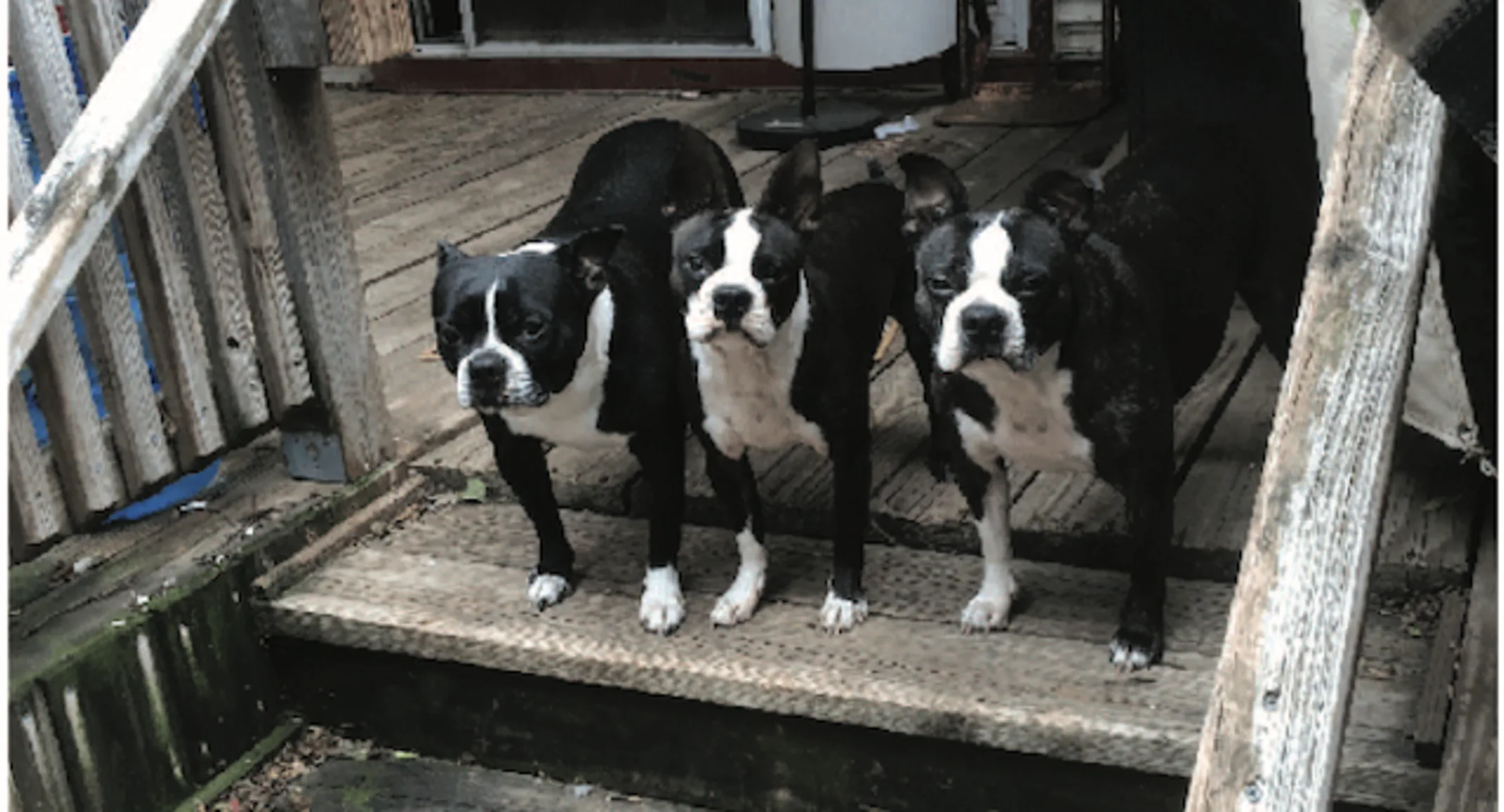 Three Boston terriers